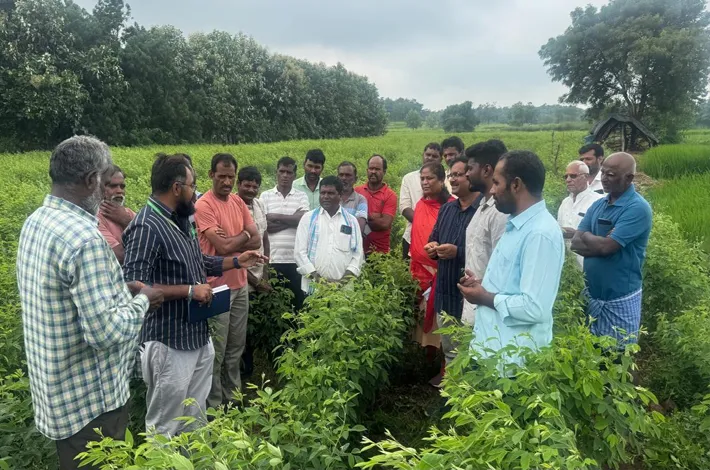  పత్తి పంటలో దోమల నివారణకు చర్యలు తీసుకోవాలి...